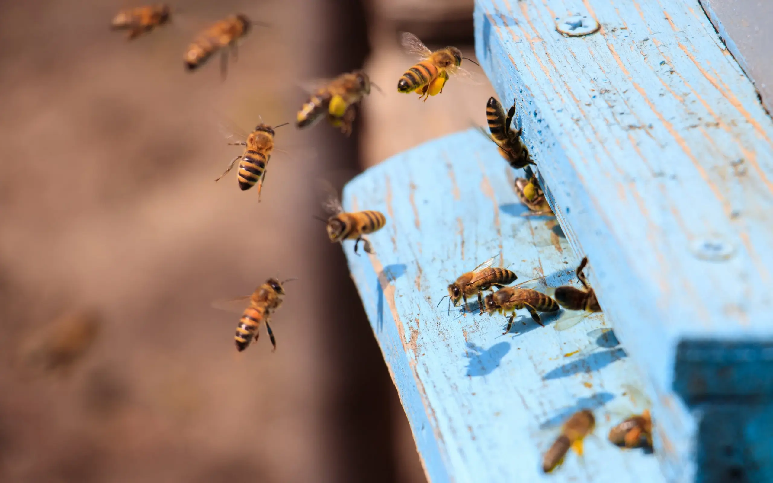 Honigbienen, die tagsüber auf einer blau gestrichenen Holzoberfläche fliegen